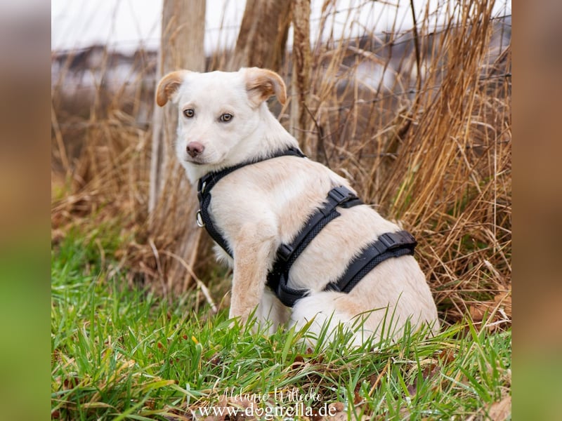 Hübsche junge Fleur sucht ein Zuhause