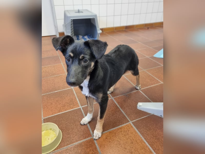 Amy sucht ein Für-immer-Zuhause
