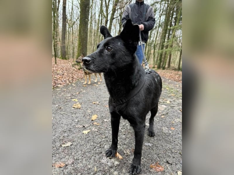 Lucky sucht ein Für-immer-Zuhause