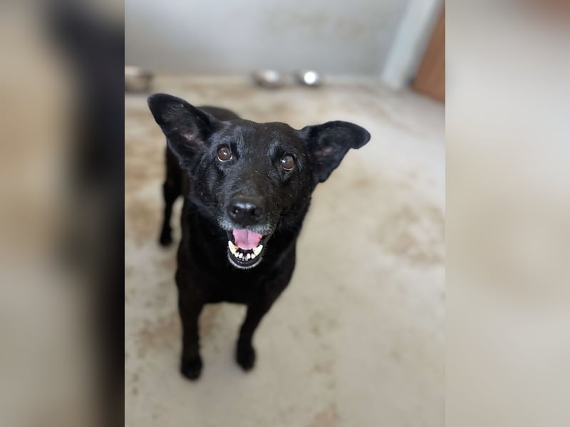 Lucky sucht ein Für-immer-Zuhause