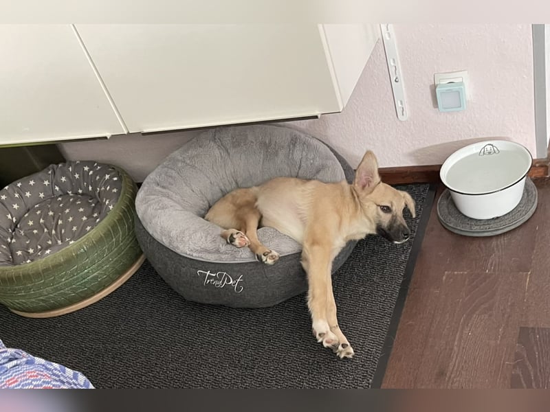 Aufgeweckter, lieber Junghund auf der Suche