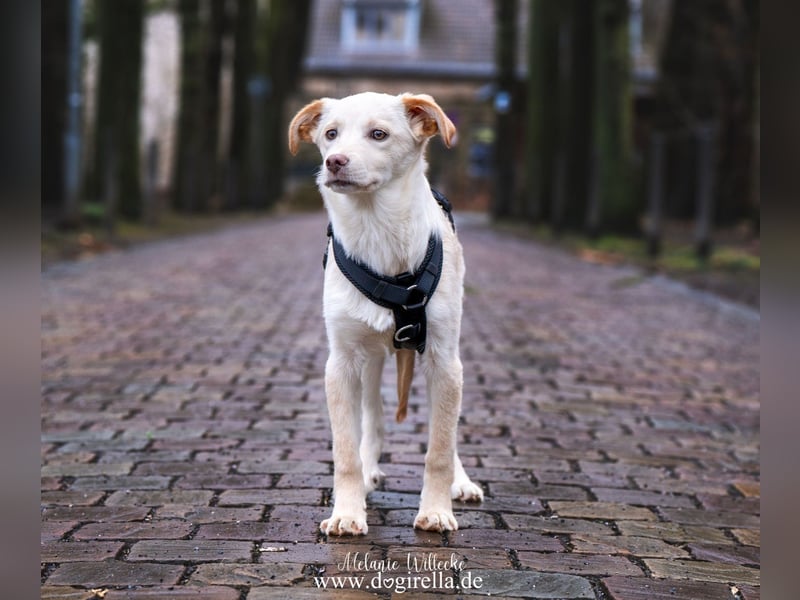 Hübsche junge Fleur sucht ein Zuhause