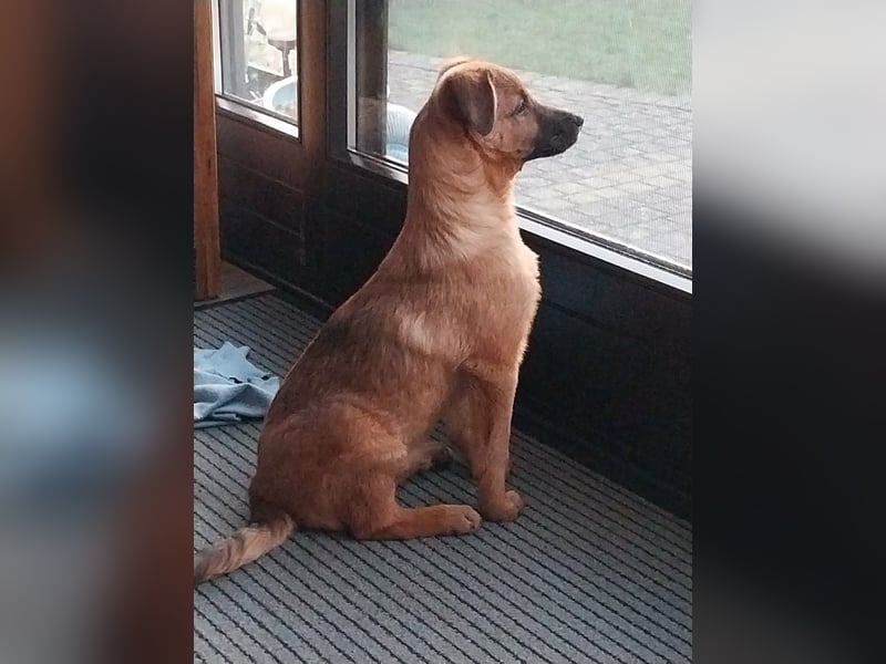 Hübscher aufgeweckter Findus