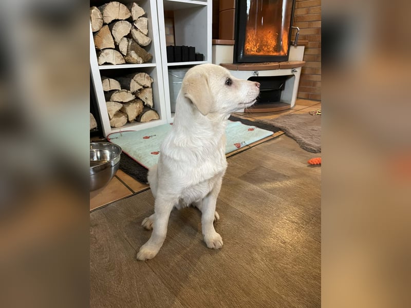 Fröhliche, sanfte Lumi