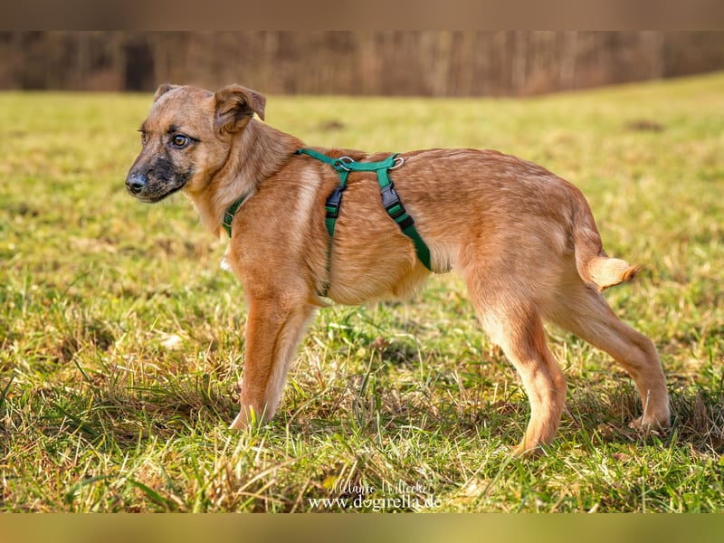 Feivel in Iserlohn sucht ein Zuhause