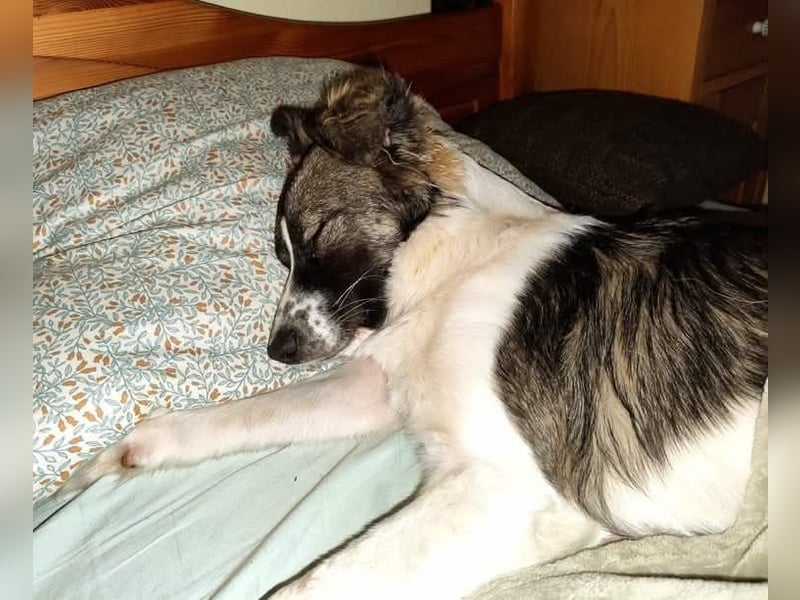 Loki, Besitzer schwer erkrankt