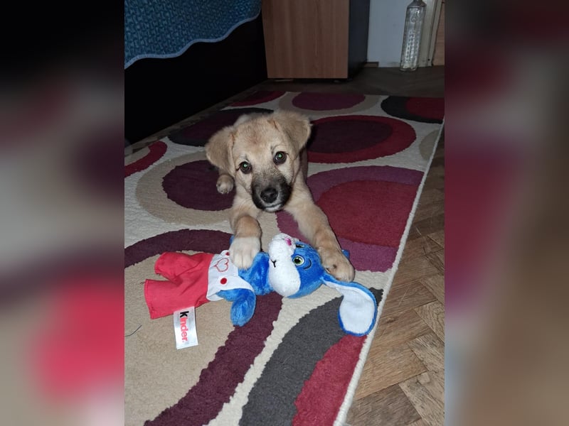 Aufgeweckter, lieber Junghund auf der Suche