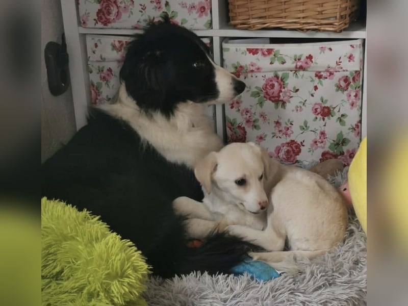 Fröhliche, sanfte Lumi