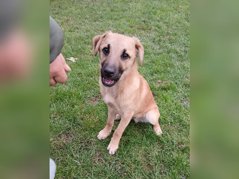 Jonas sucht ein Zuhause