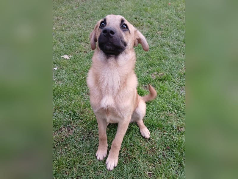 Jonas sucht ein Zuhause