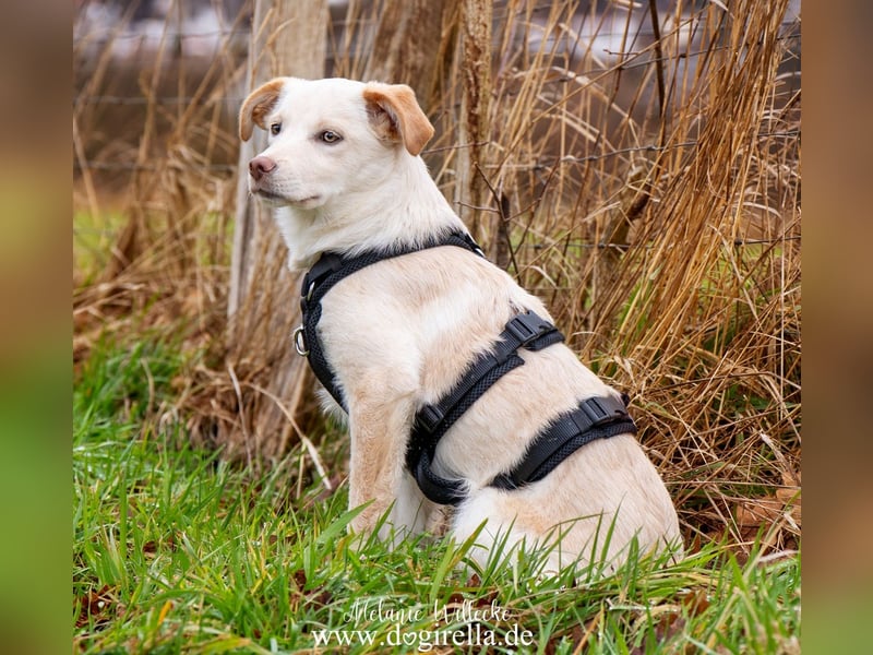 Hübsche junge Fleur sucht ein Zuhause
