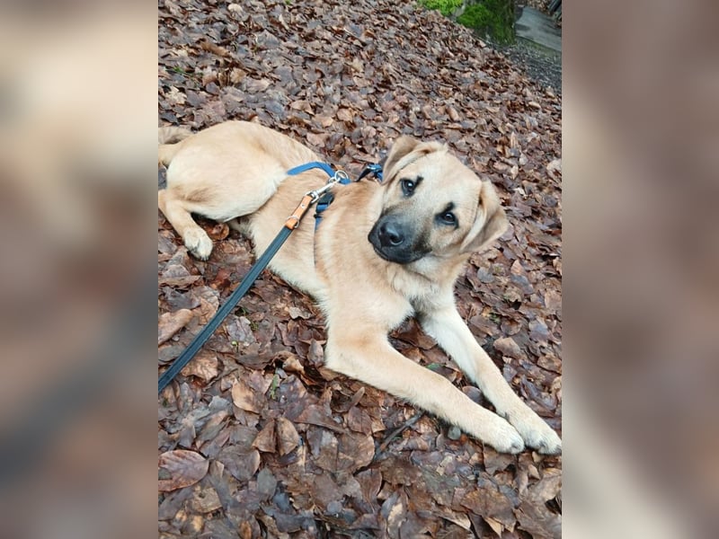 Jonas sucht ein Zuhause