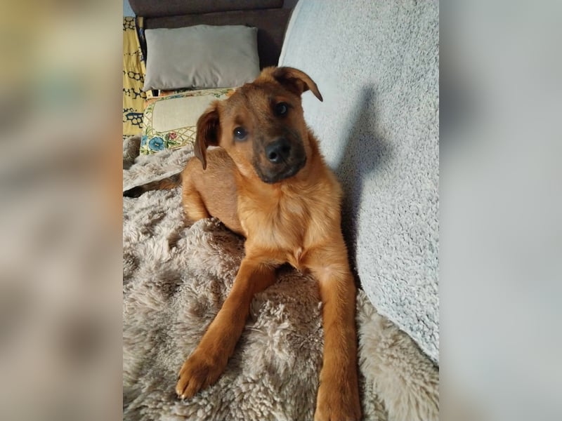 Hübscher aufgeweckter Findus