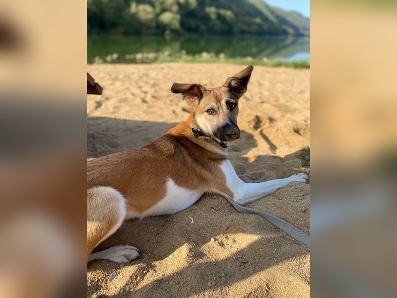 Vega, auf der Suche nach einem neuen Zuhause