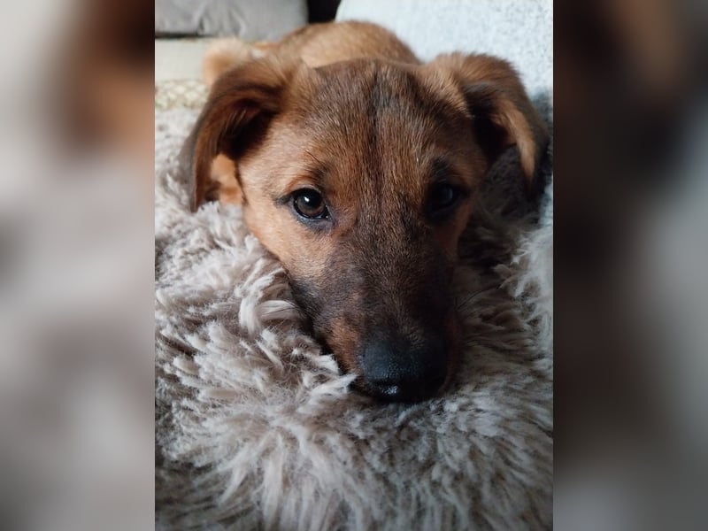 Hübscher aufgeweckter Findus