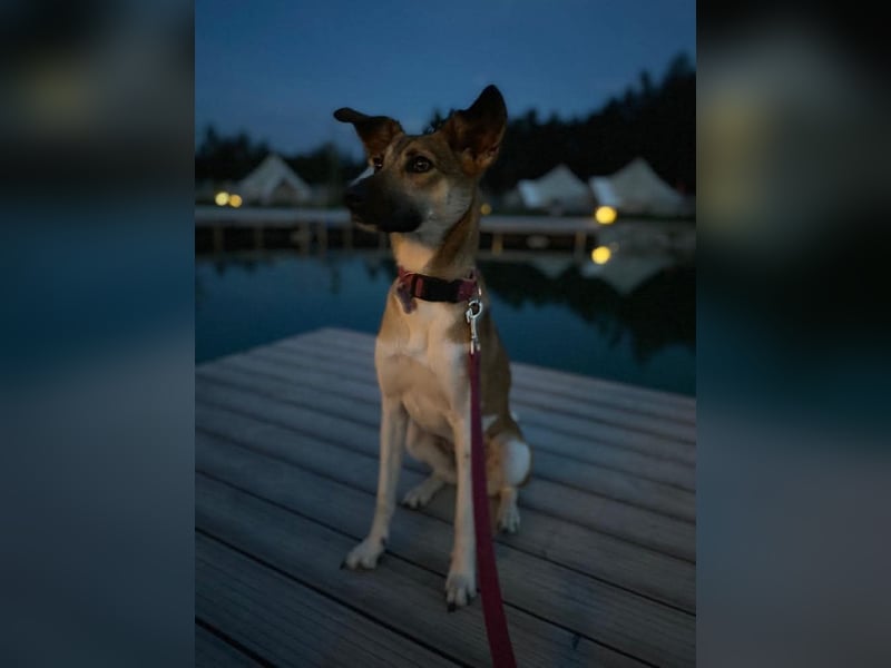 Vega sucht ein Zuhause