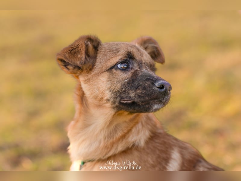 Feivel in Iserlohn sucht ein Zuhause