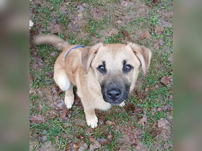 Jonas sucht ein Zuhause