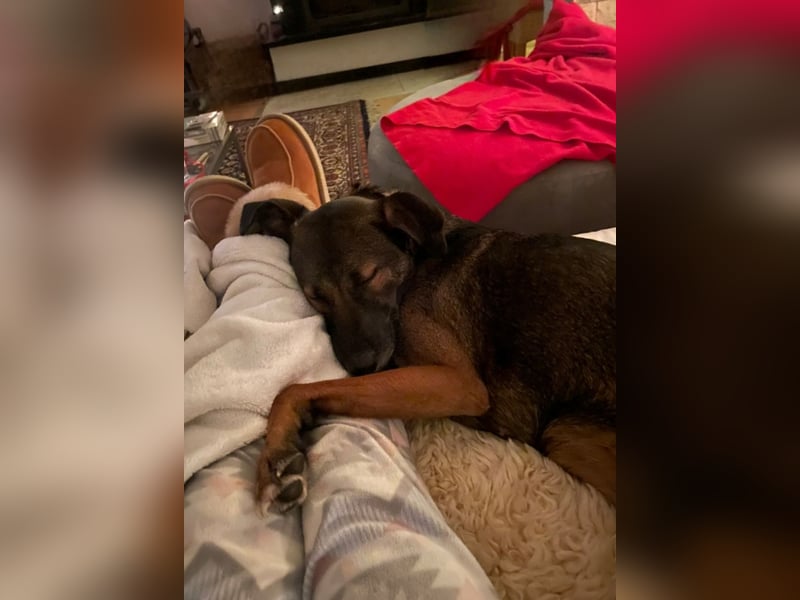 Tolle Hündin Hera sucht neues Zuhause