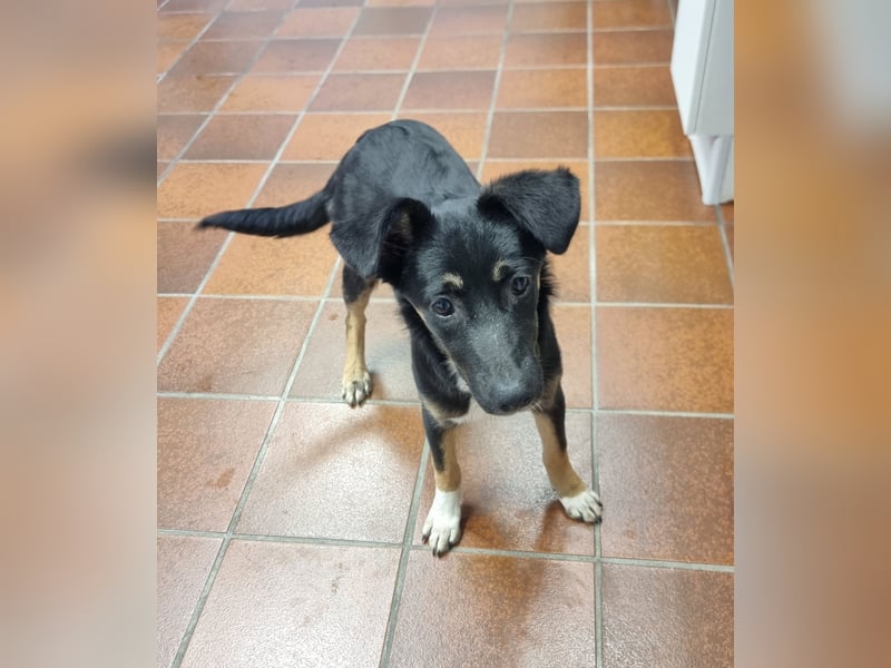 Amy sucht ein Für-immer-Zuhause