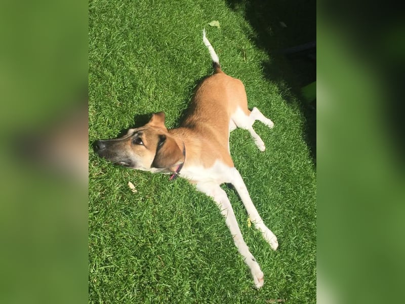 Vega, auf der Suche nach einem neuen Zuhause