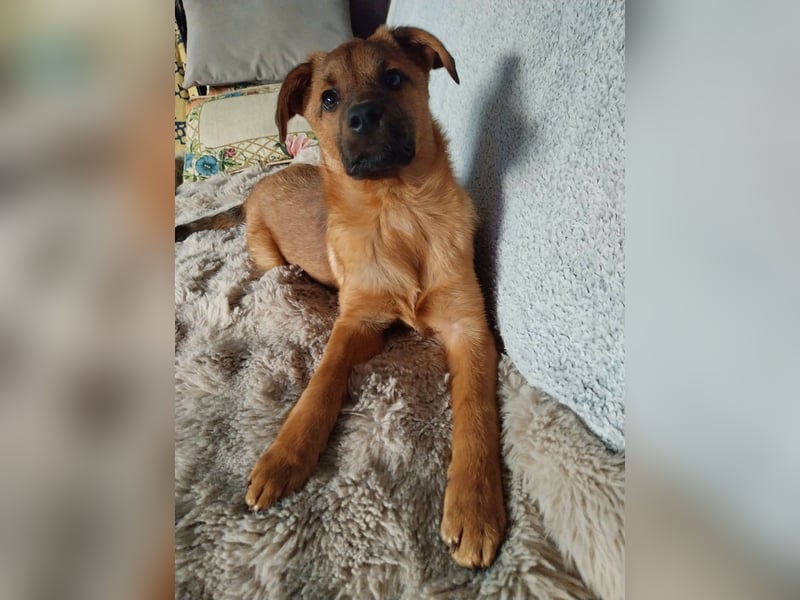 Hübscher aufgeweckter Findus