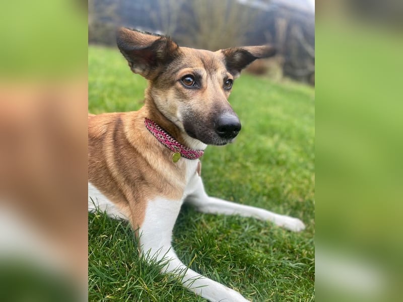 Vega, auf der Suche nach einem neuen Zuhause