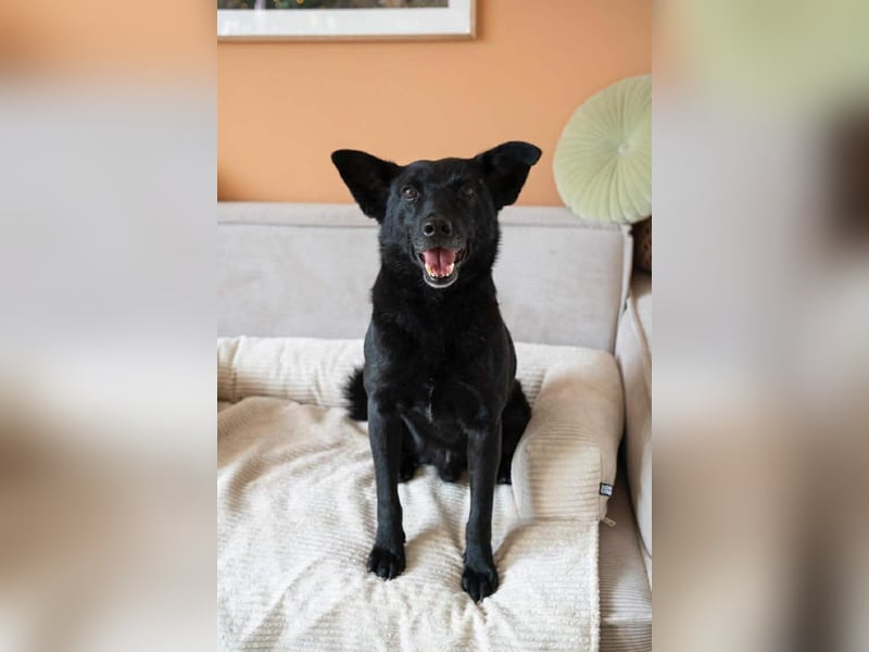 Lucky sucht ein Für-immer-Zuhause