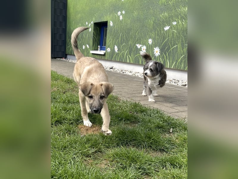 Aufgeweckter, lieber Junghund auf der Suche