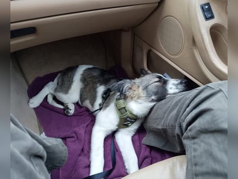 Loki, Besitzer schwer erkrankt