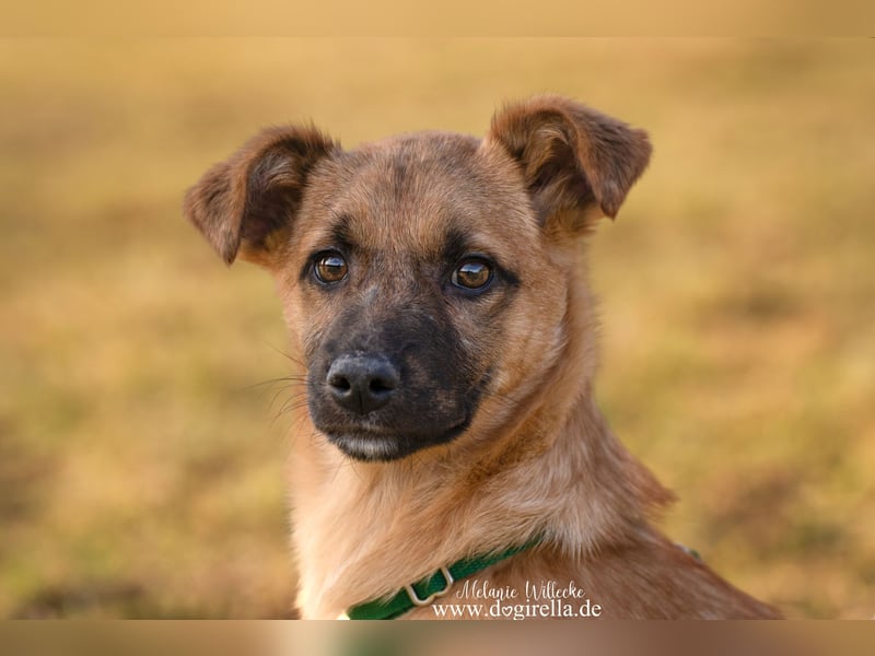 Feivel in Iserlohn sucht ein Zuhause