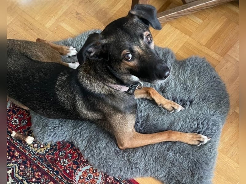 Tolle Hündin Hera sucht neues Zuhause