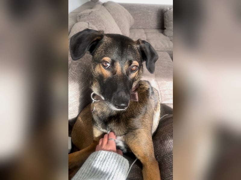 Tolle Hündin Hera sucht neues Zuhause