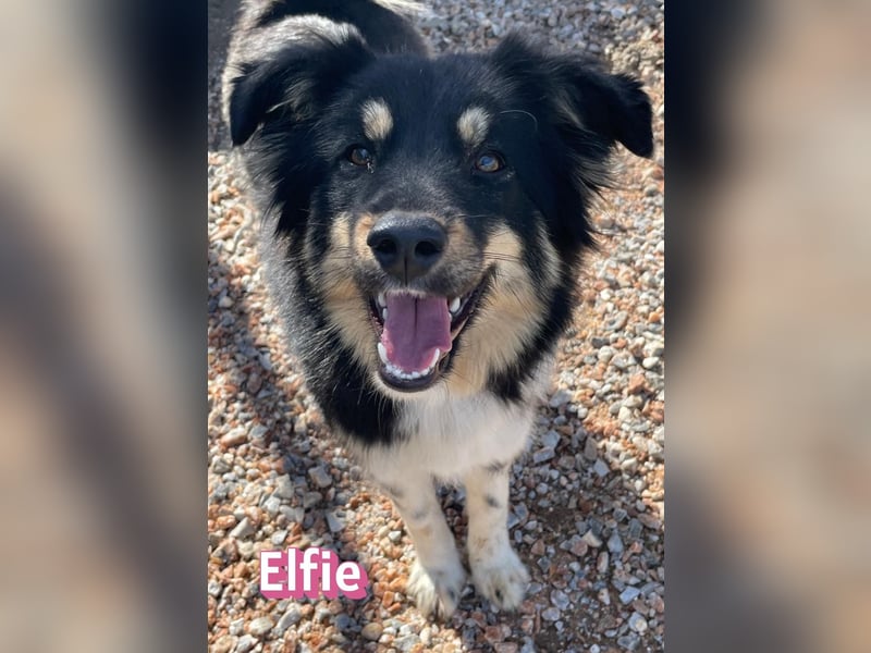 Elfie - agil, sozial und menschenbezogen