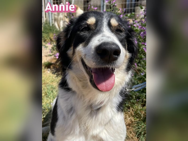 Annie, 04/25 - süßes Wuschelchen sucht Körbchen