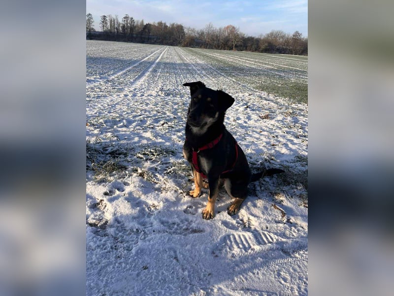 Intelligente Fanny sucht ihre Menschen