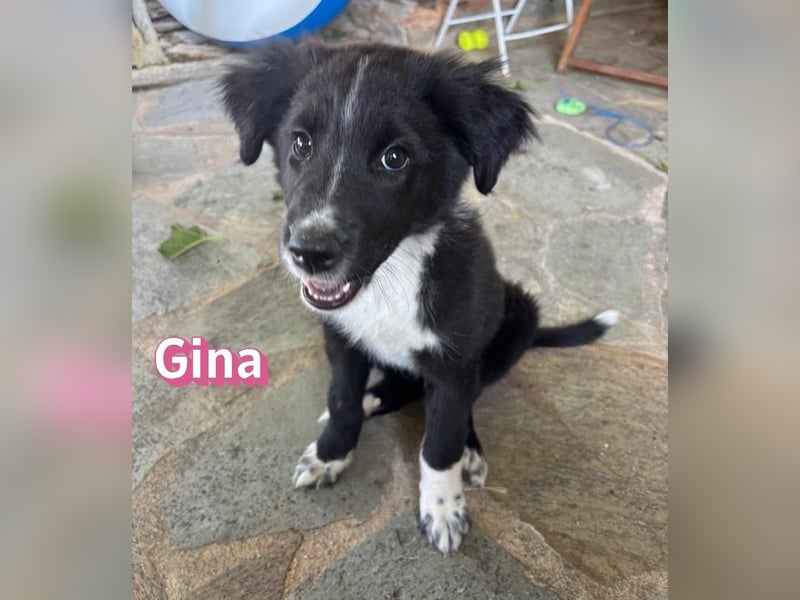 Gina, 05/26 - süßes Welpenmädel sucht Familie