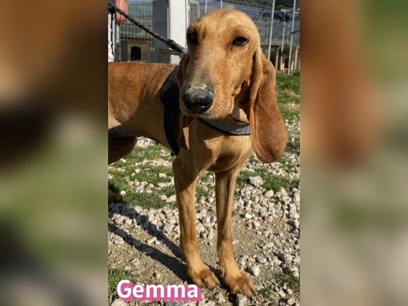 Gemma - ruhig, sozial und lernwillig