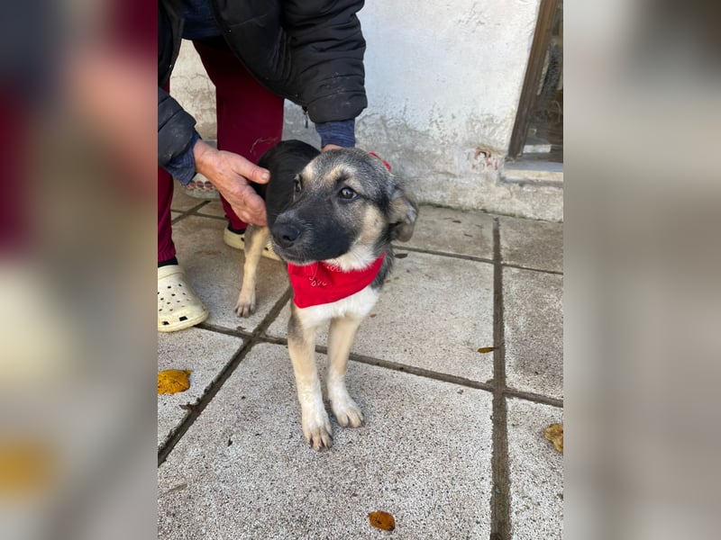 Alma - aktiv, verspielt und neugierig