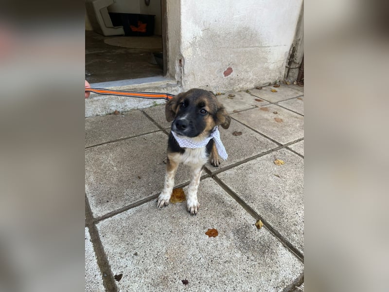 Anton - aktiv, verspielt und neugierig