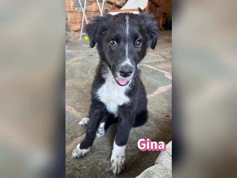 Gina, 05/26 - süßes Welpenmädel sucht Familie