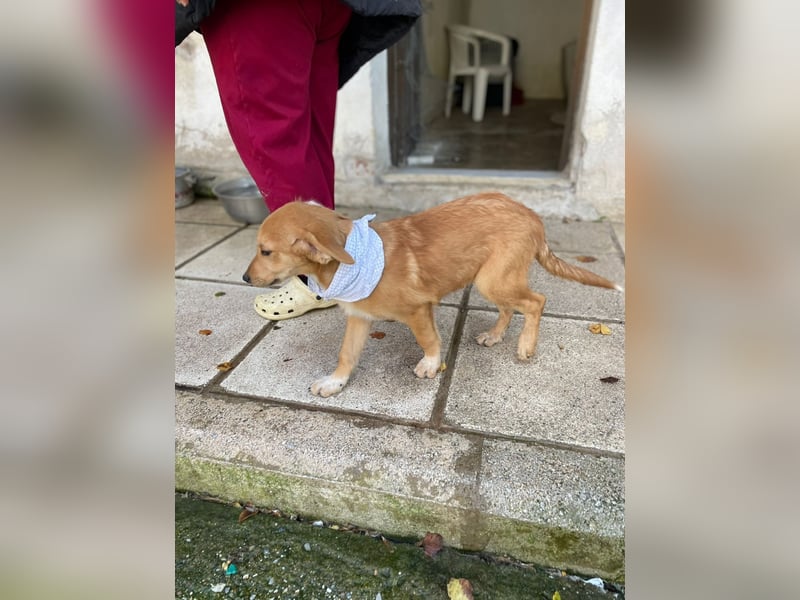 Adonis - aktiv, verspielt und neugierig