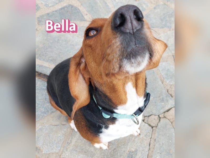 Bella - freundlich und sozial