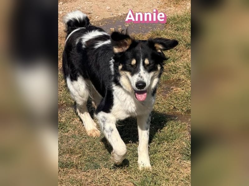 Annie, 04/25 - süßes Wuschelchen sucht Körbchen