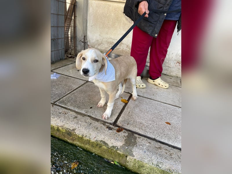 Armani - aktiv, verspielt und neugierig