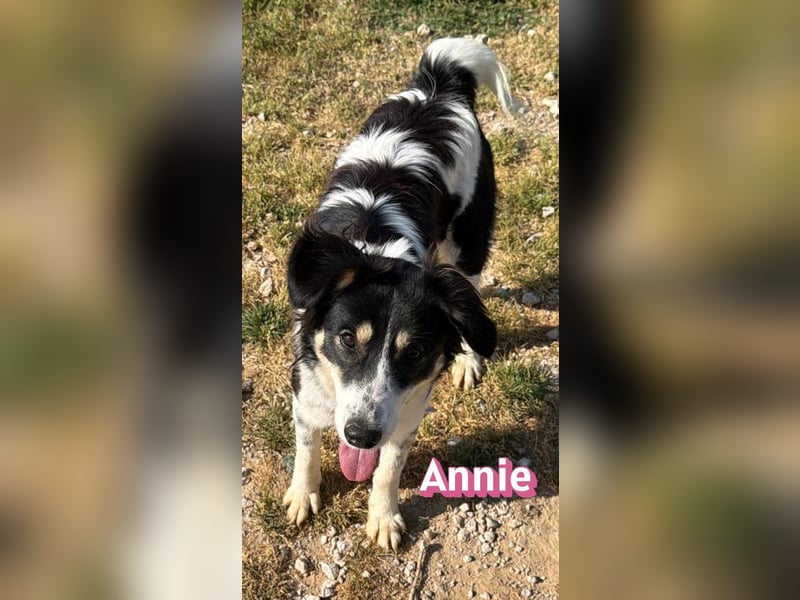 Annie, 04/25 - süßes Wuschelchen sucht Körbchen