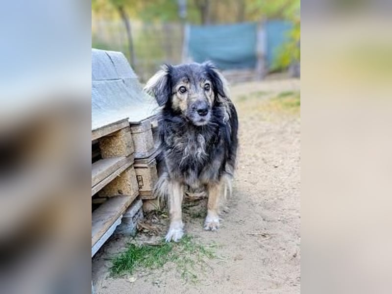 Vermittlungshilfe für Kata, 02/18 - ängstliche Hündin sucht Chance