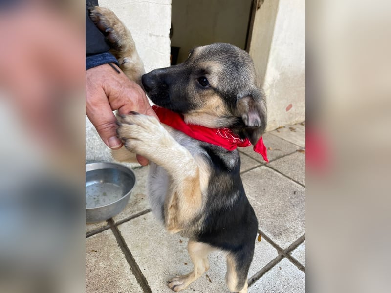 Alma - aktiv, verspielt und neugierig