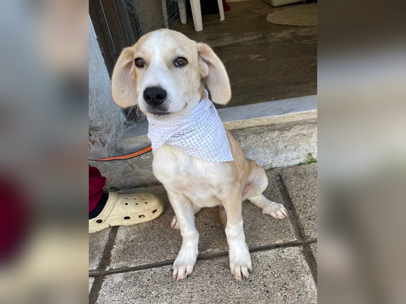 Armani - aktiv, verspielt und neugierig