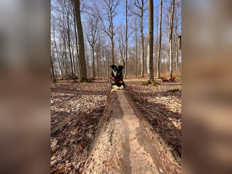 Verschmuste Fanny sucht ihre Familie